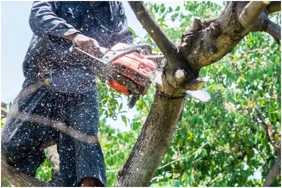 tree services Five Corners